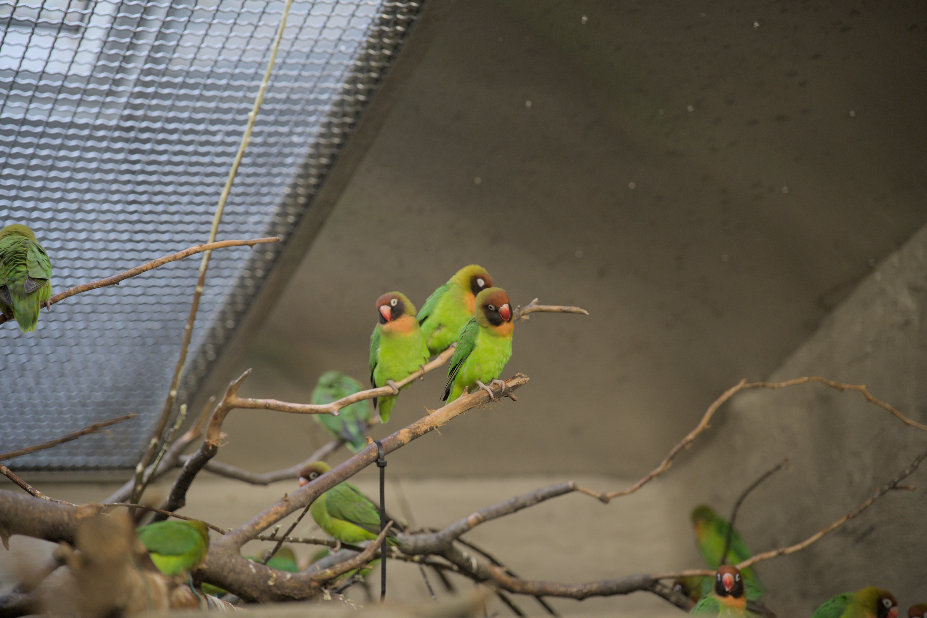 2025/10/12 - zoo/DSC_0316.jpg